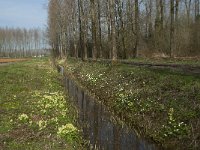 NL, Noord-Brabant, Boxtel, Bundersdijk 10, Saxifraga-Willem van Kruijsbergen